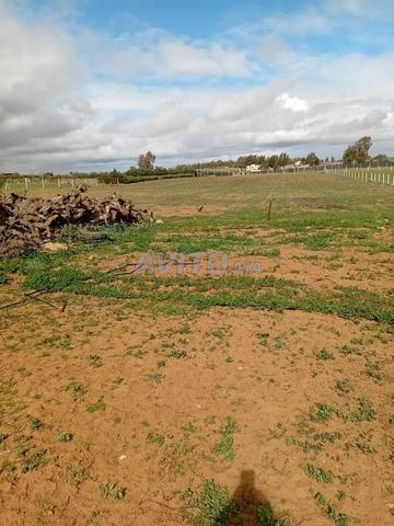 1 hectare titrè avec maison a khemisset