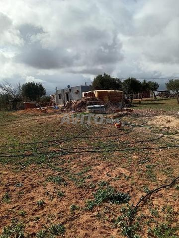 1 hectare titrè avec maison a khemisset - 2