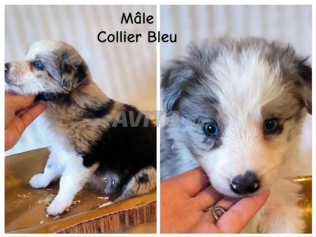border collie male et femelle