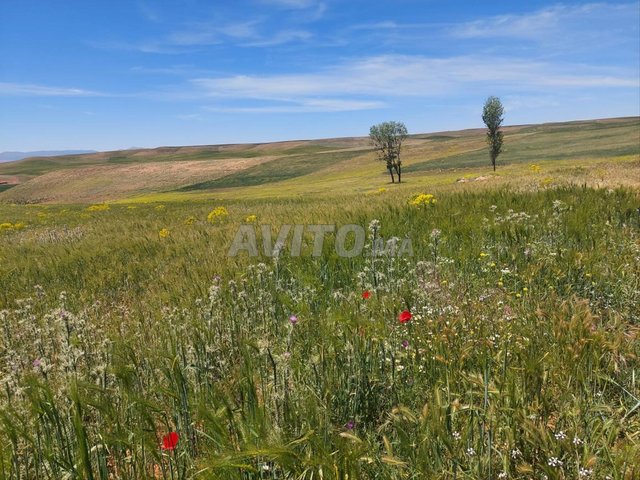  70هكتار محفظة على الطريق بإقليم ميدلت