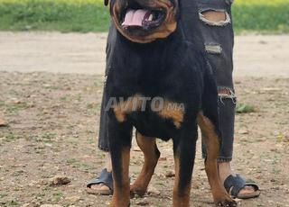 Rottweiller pedigree 8 mois