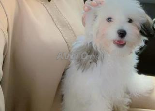bichon mall 4 mois 