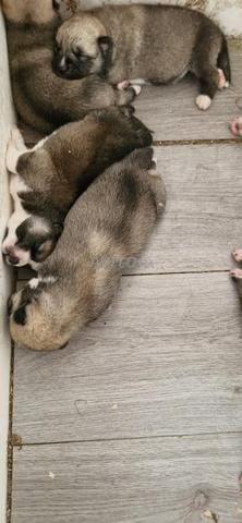 petits chiots akita à adopter