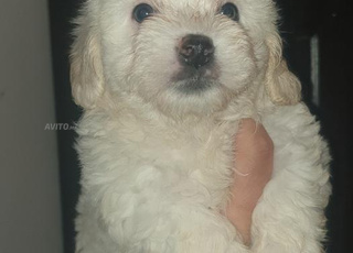 Bichon Maltais Toy