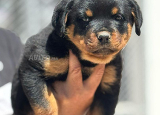 Rottweiler kennel