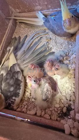 Couple calopssite w 5 dyal lwlidat