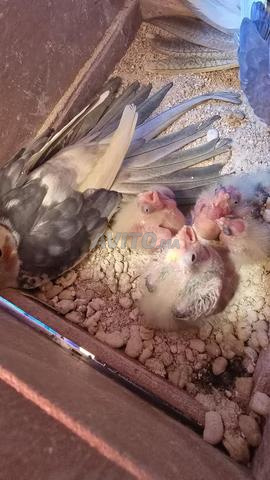 Couple calopssite w 5 dyal lwlidat - 2