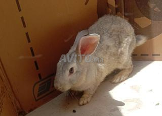 ارانب الشانشيلا ذكرى 