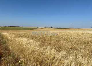 أرض زراعية بمساحة 4.5 هكتار للبيع في الخميسات