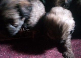 كلاب كانيش للبيع