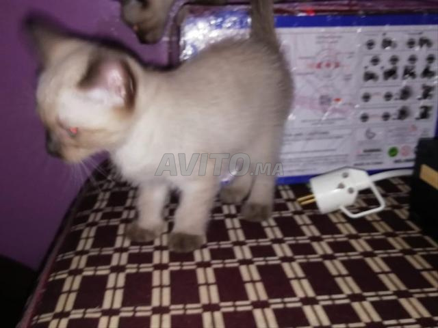 للبيع اثنان قطة سلالة  الله يخليكم جديون فقط - 2