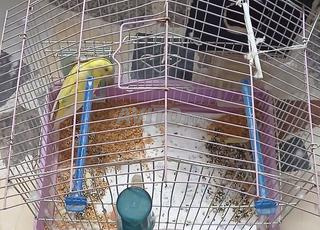 شباك الطيور (قفز)