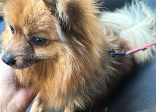 spitz nain allemand disponible à Casablanca 