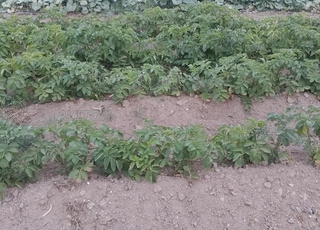 أرض للبيع في بوعرك الناظور