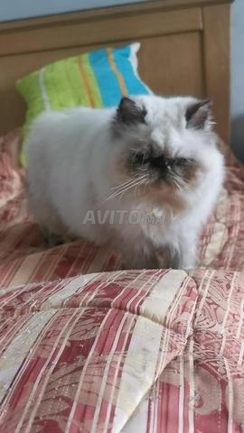 chaton siamois chichilia