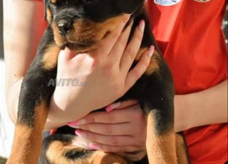 rottweiller chien