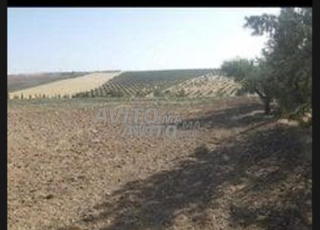 Terrain agricole titré Fes 