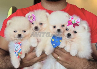 spitz nain loulou de pomeranie