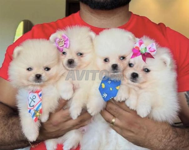 spitz nain loulou de pomeranie