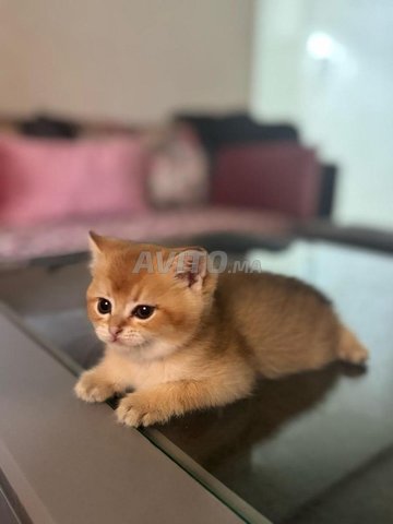 Scottish Fold