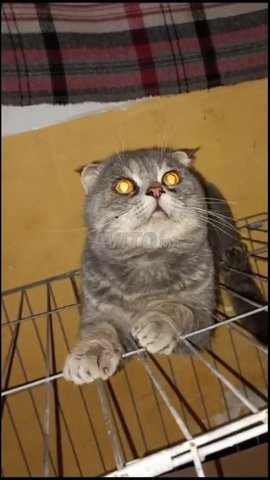 Scottish Fold