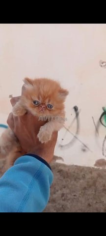 persian cat