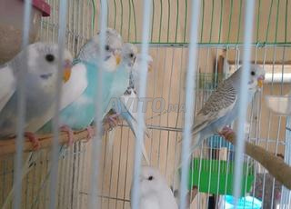 بيروش بادجي للبيع