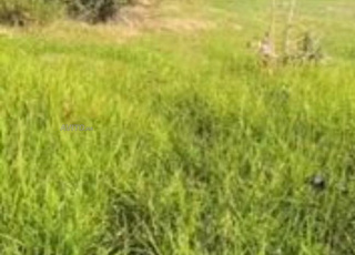 Terrain à vendre 1 hectar, 2 ares.10 cts wislan