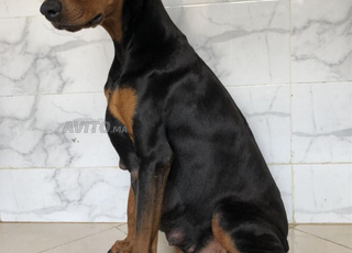 Doberman chiot