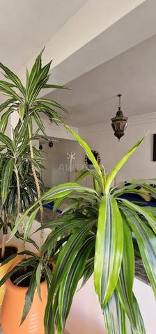 Appartement à louer 90 m² à Essaouira - 2