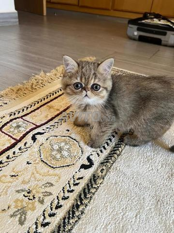 chat scottish femelle adulte pedigree - 2