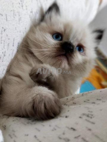 chat siamois et oungoura 