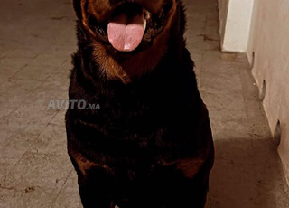 rottweiler 