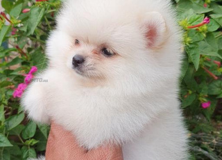 pomeranian spitz