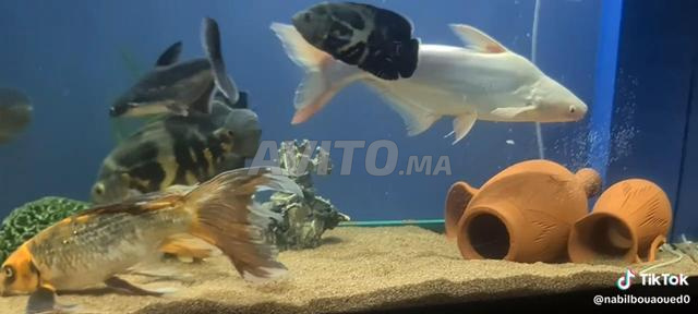 aquarium et poisson d'aquarium grand taille أسماك 