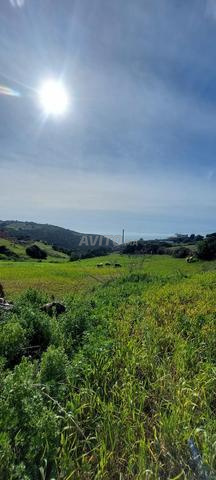 أراضي مميزة للبيع مباشرة من المالك أصيلة - 2