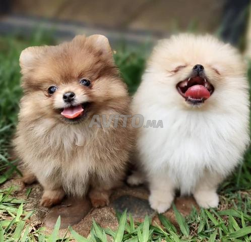 spitz nain loulou de pomeranie