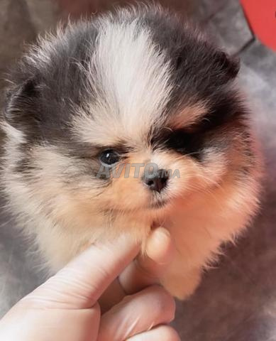 spitz nain loulou de pomeranie