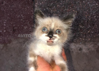 قطط صغيرا سيامو