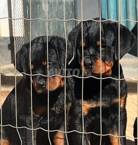 Rottweiller