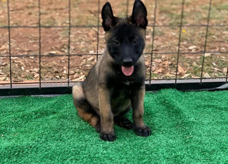 malinois charbonnier