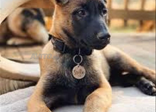 malinois charbonner chien