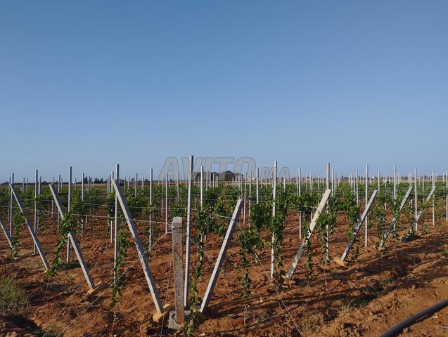 مزرعة مجهزة العنب للبيع  - 2