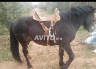 double poney docile avec scelle importée 