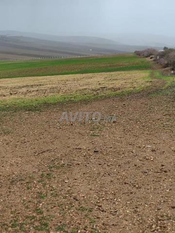 مزرعة الفاسيا 12.8 هكتار، مشاريع متعددة - 2