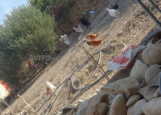 متوفر بيض بلدي للأكل والتفقيس تازة تمن مناسب 