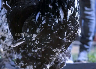  متوفر بيض البراهما مخصب