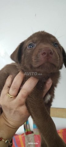 labrador marron clair 