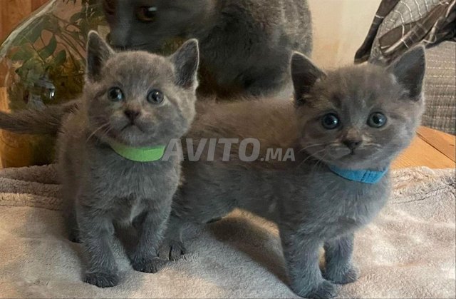 Chartreux 