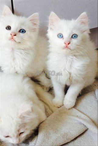 Angora poil long